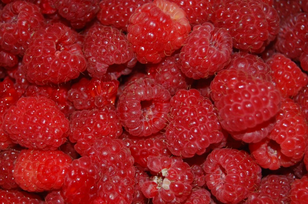 raspberry closeup.jpg