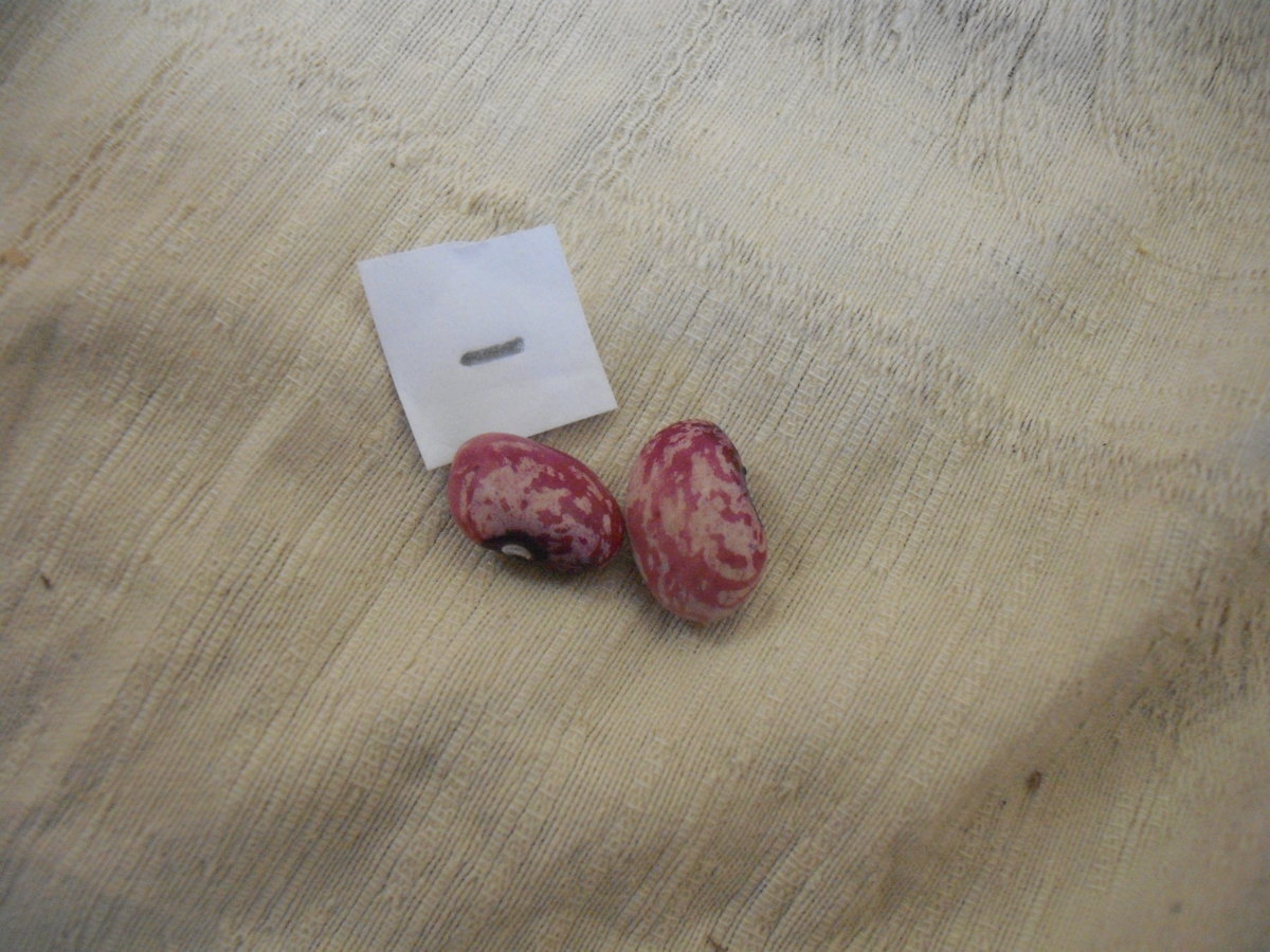 Raspberry Ripple 1.JPG