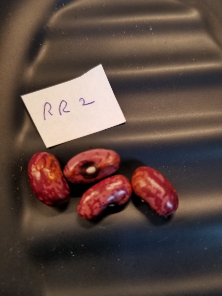 Raspberry Ripple 2 Beans.jpg