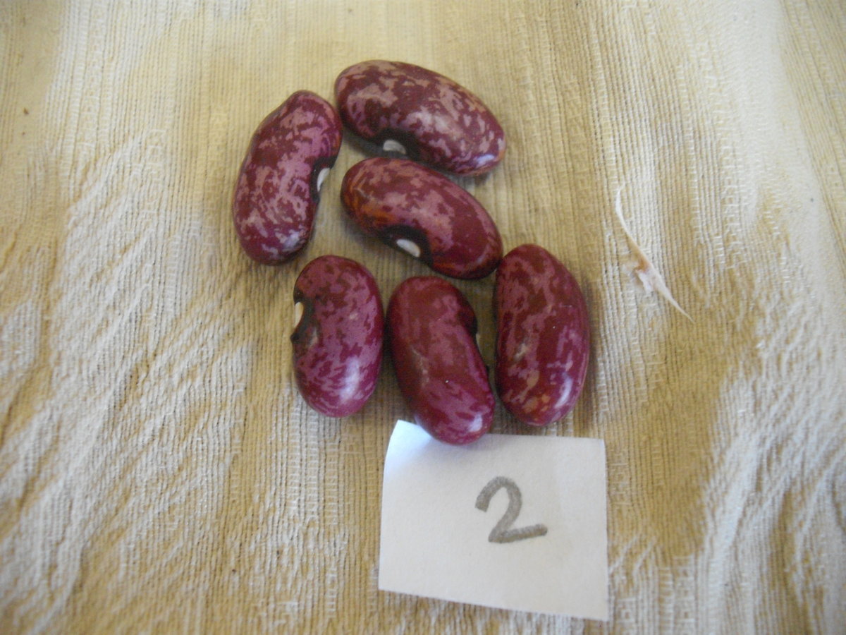 Raspberry Ripple 2.JPG