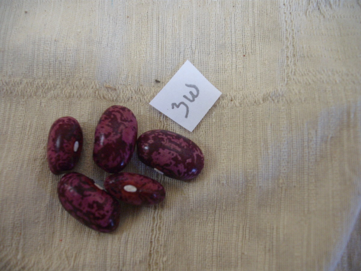 Raspberry Ripple 3W.JPG