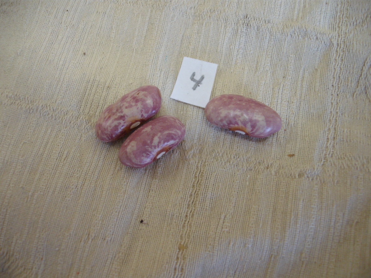 Raspberry Ripple 4.JPG