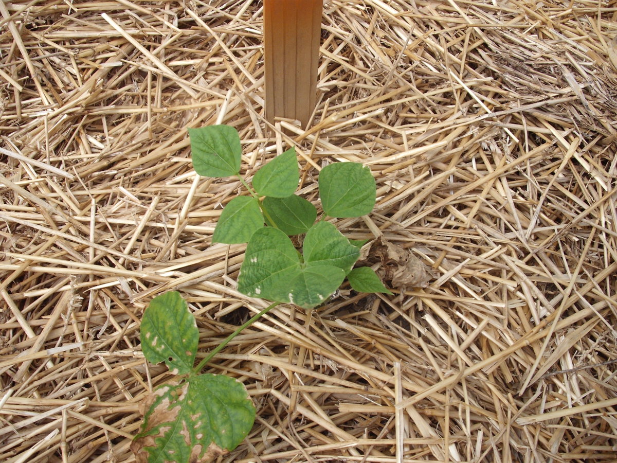 Raspberry Ripple Cutworm.JPG