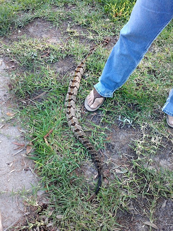 rattlesnake BJ foot.jpg