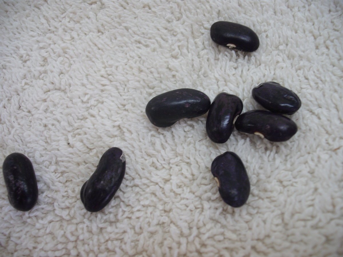 RBJ2 Dried 1.JPG
