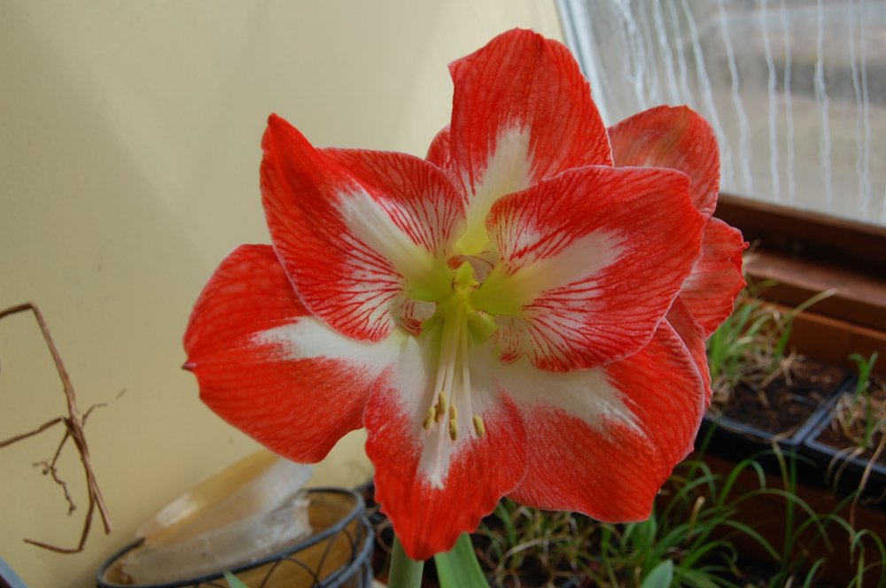 red amary.jpg
