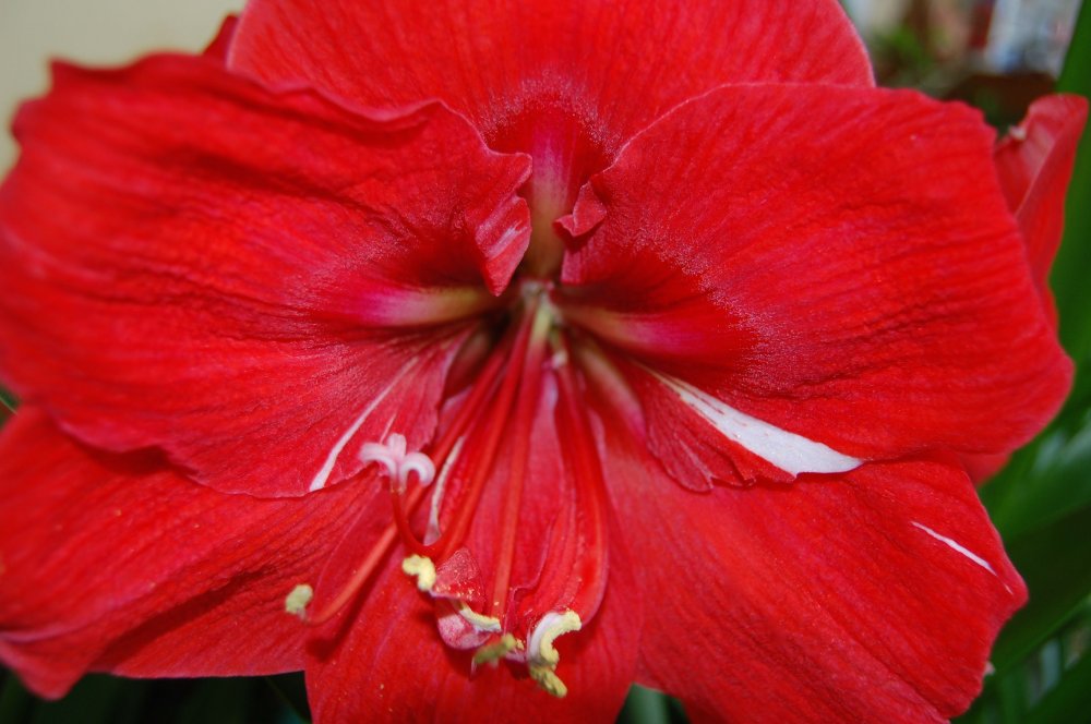 red amaryilis .jpg