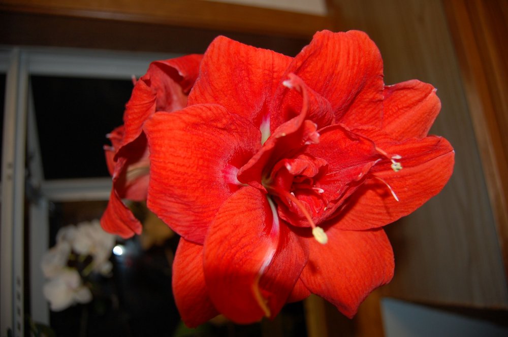 red double 2.jpg