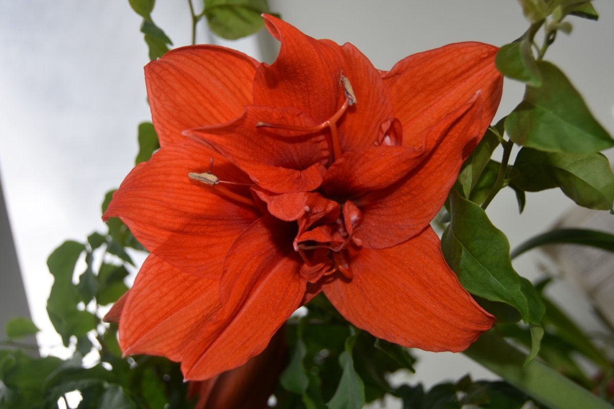 red double amary.jpg
