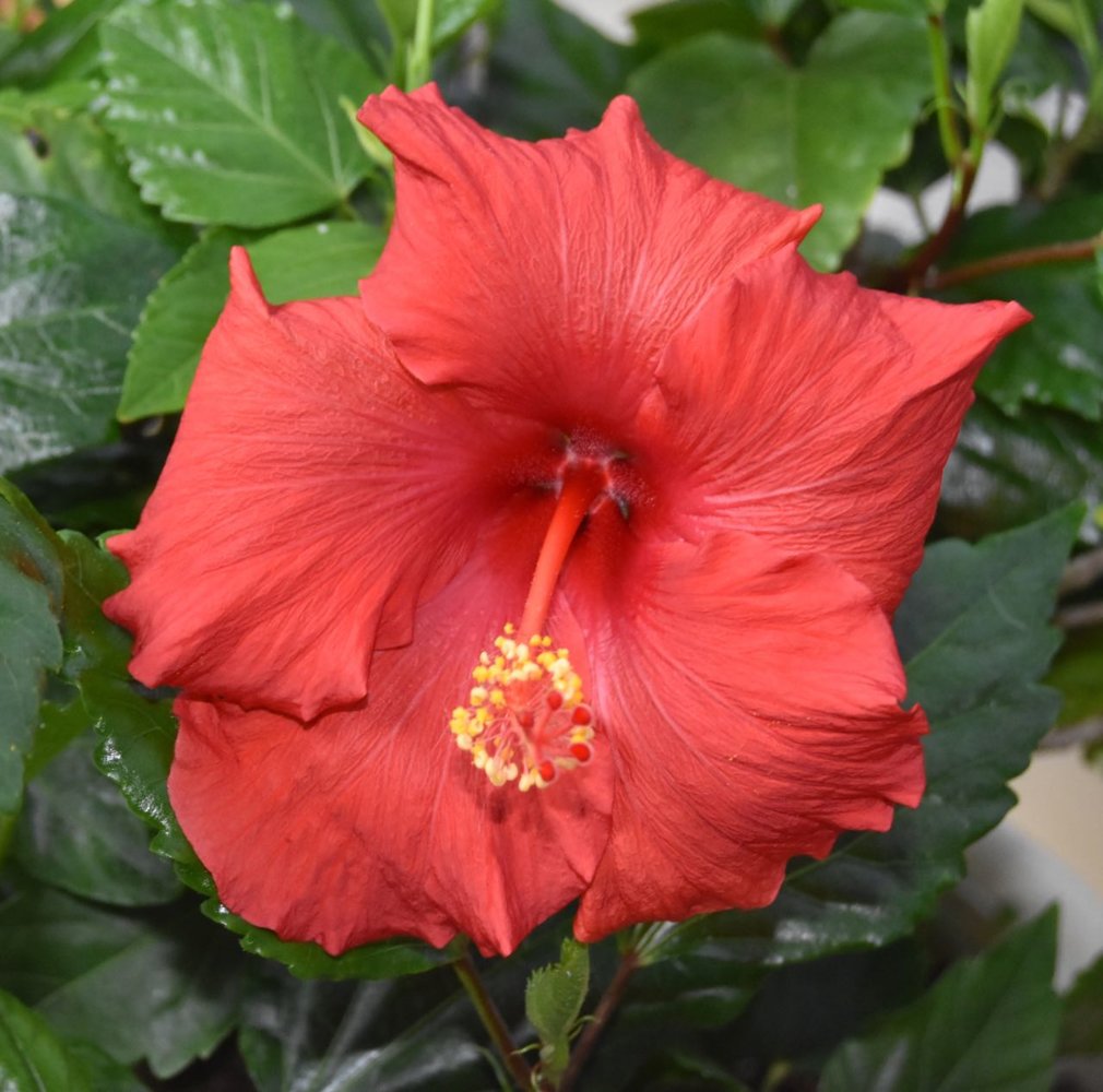 red flower teg.jpg