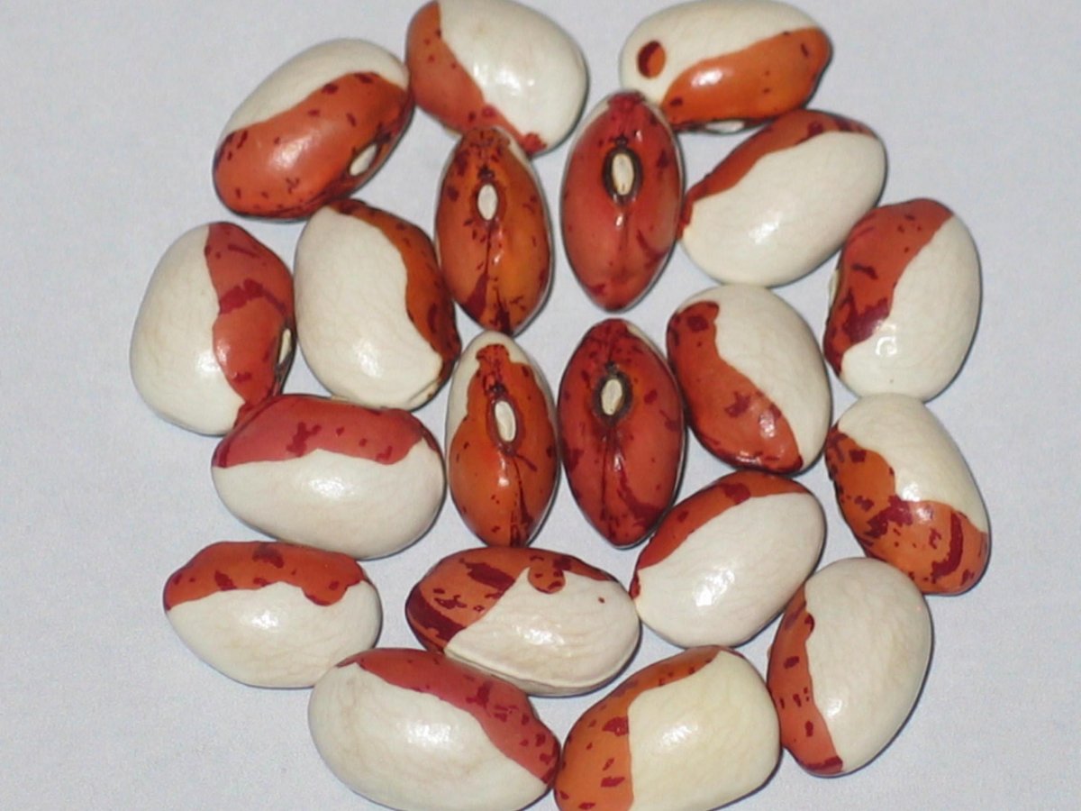 Red Head-beanjpg.jpg