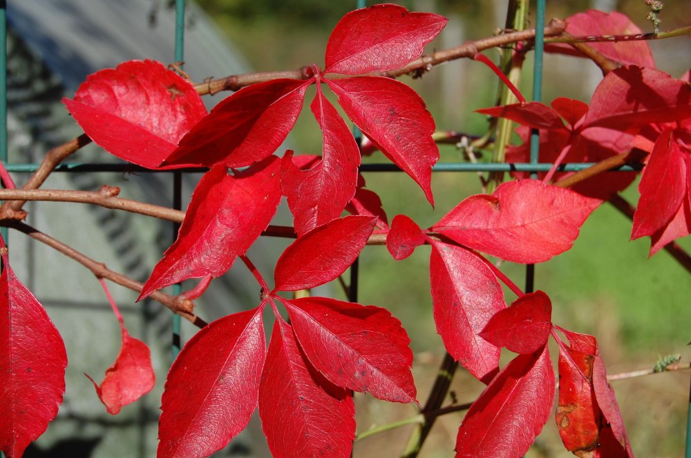red leaves 2.jpg