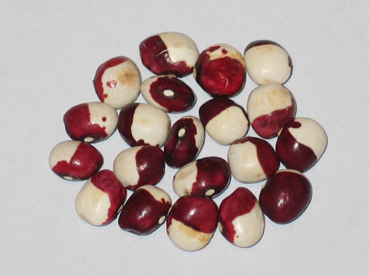 Red Marbles #2.JPG
