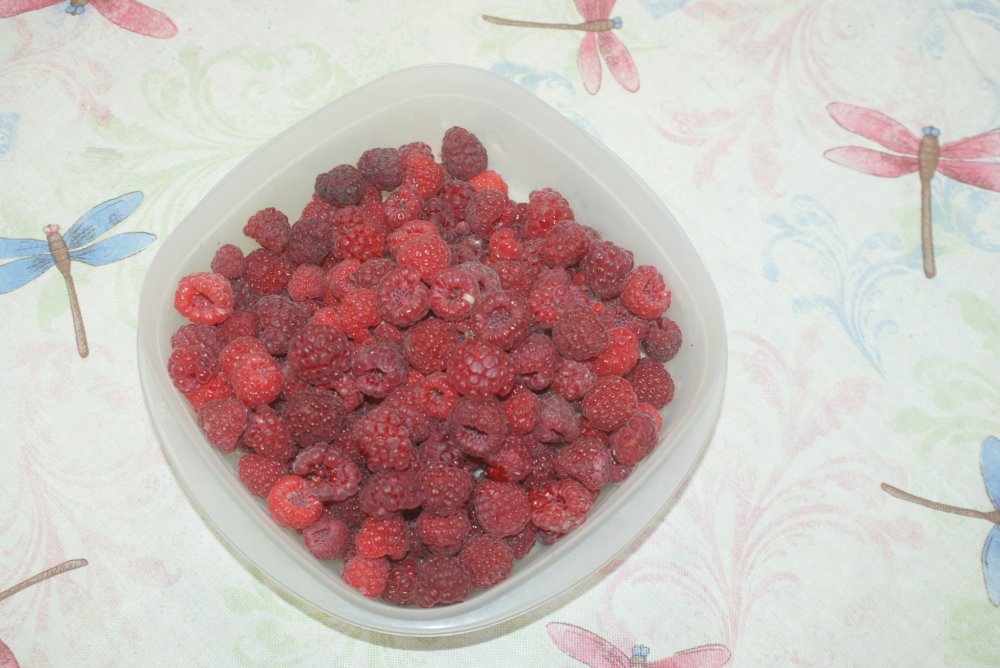 red raspberries 1st picking.JPG