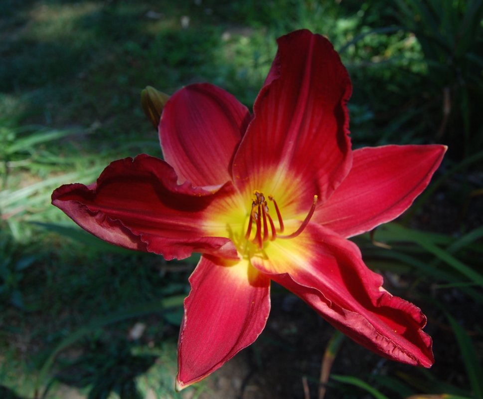 red seedling 2014.jpg