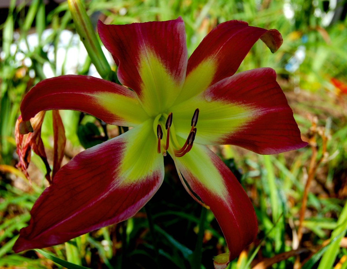 red spider with lime green center.jpg