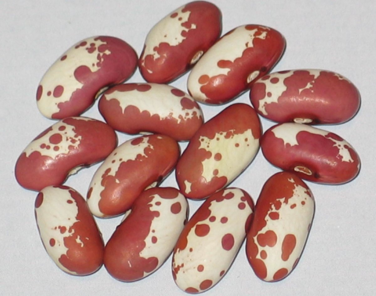 Red Spotted Delight.jpg