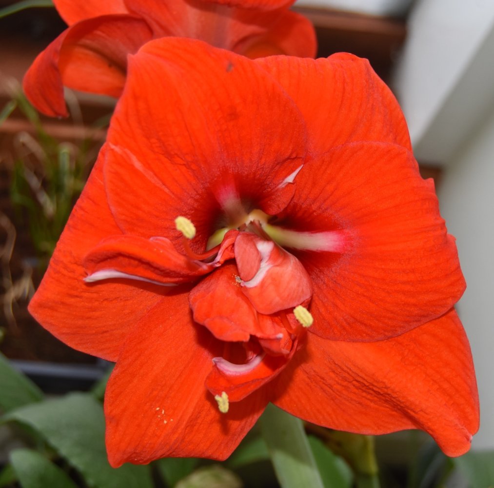 red teg amary.jpg