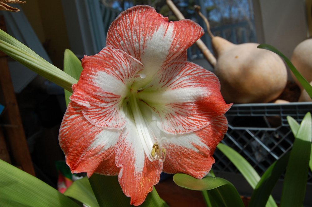 red:wh amaryillis.jpg