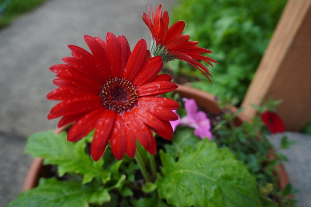 redflowers.JPG