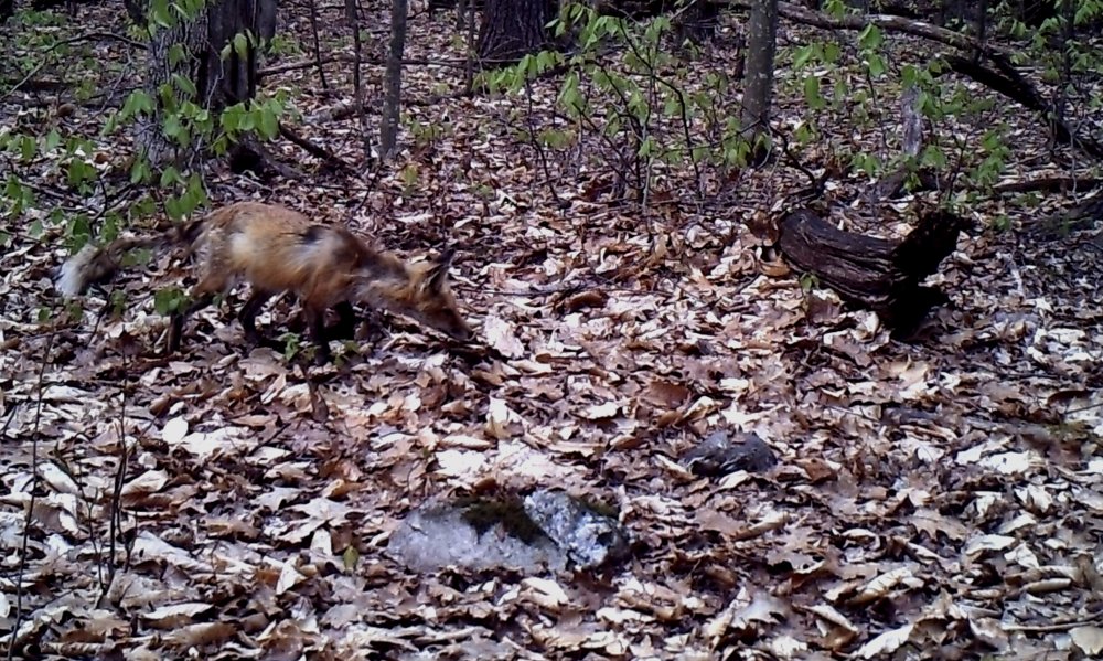REDFOX.jpg