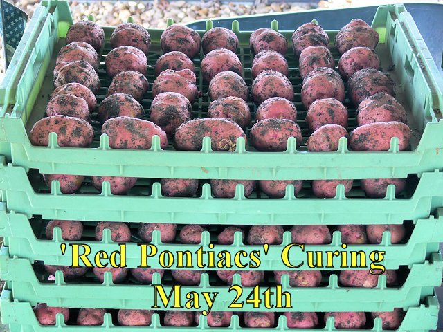 RedPotatoes_052415.jpg