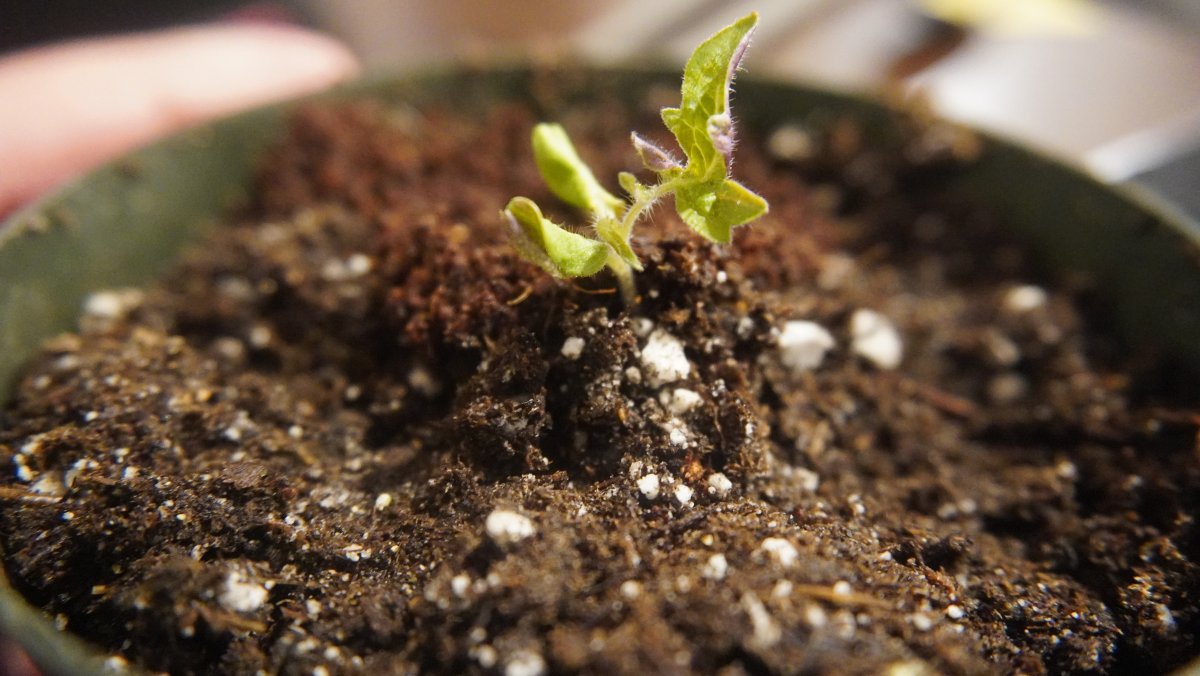 Repotted Tomato Seedling.JPG