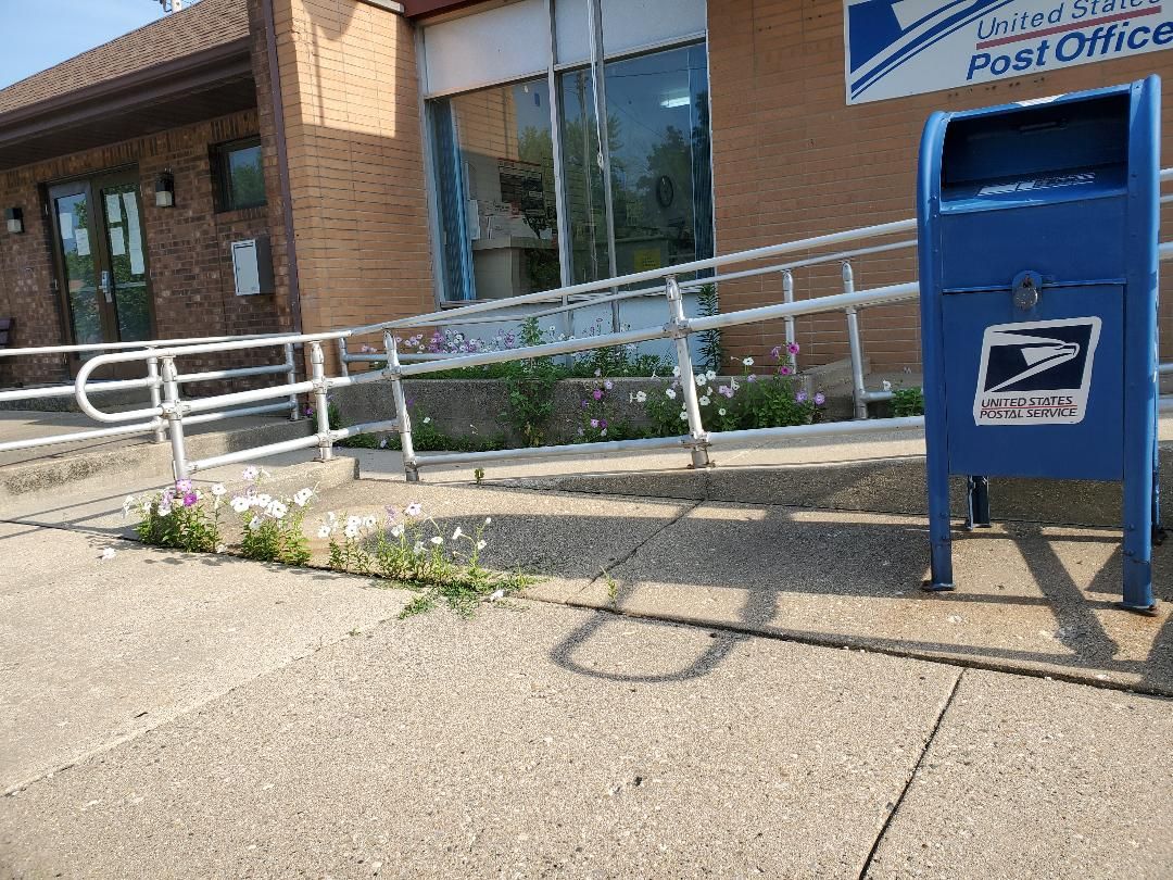 Reseeding petunias, June, 2020.jpg
