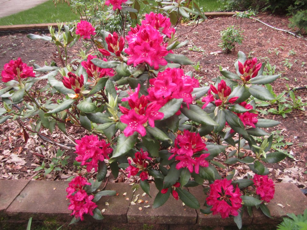 rhodie red.JPG