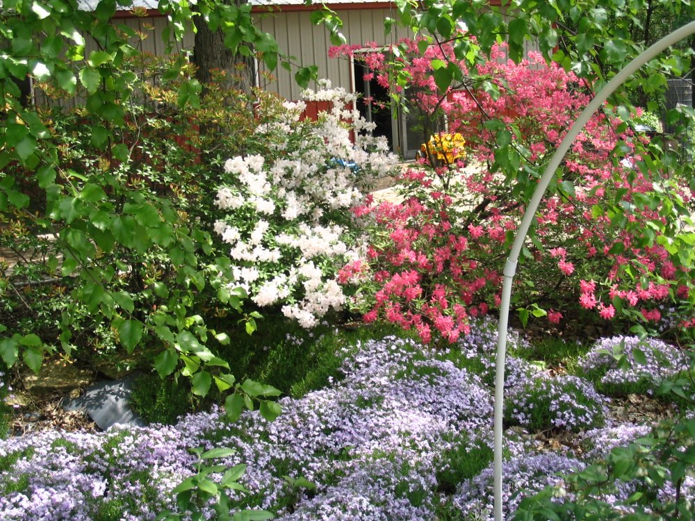 RHODIES 07-4.JPG