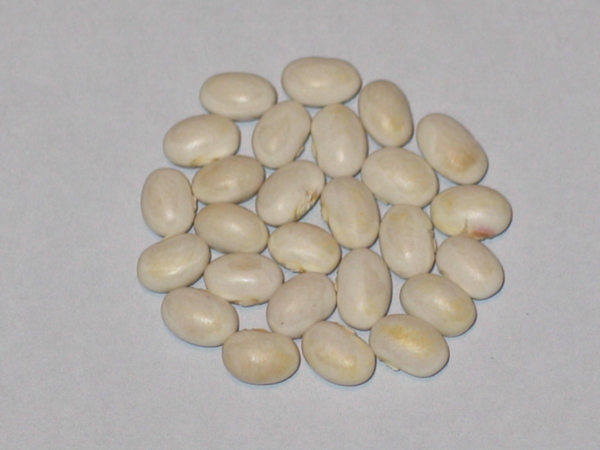 Rice Lake Little White.JPG
