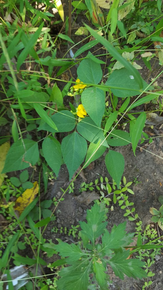 riceflower.jpg