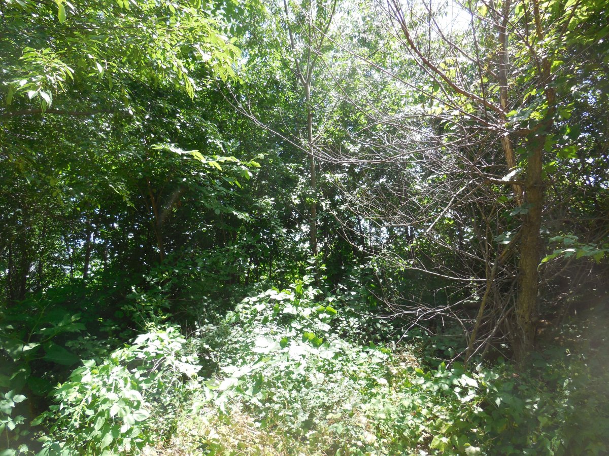 ridge closeup of mess.JPG