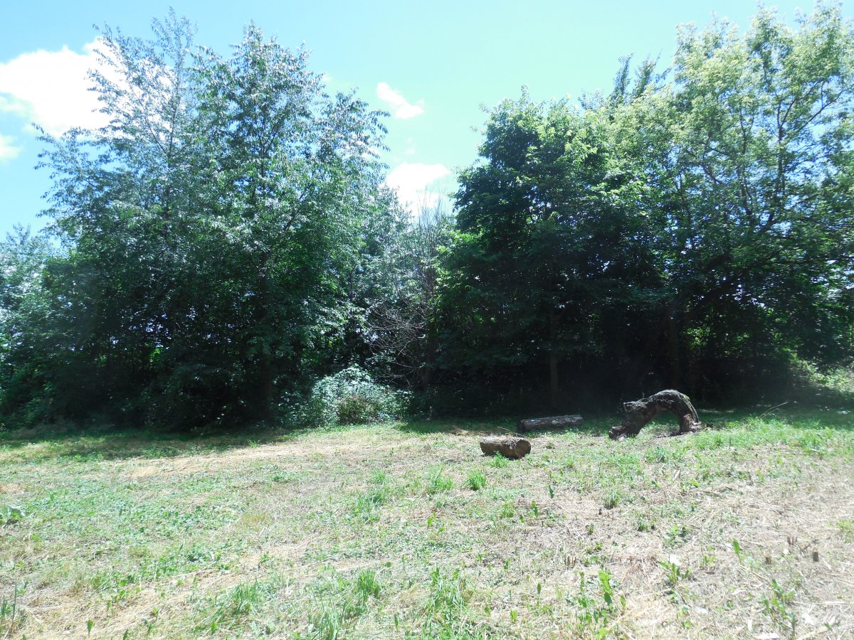 ridge of trees.JPG