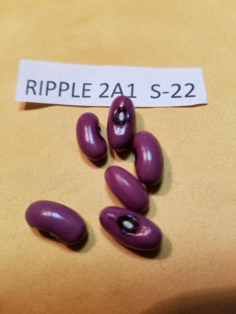 Ripple 2A1.jpg