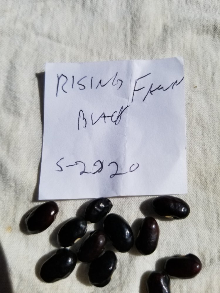 Rising Fawn Black.jpg