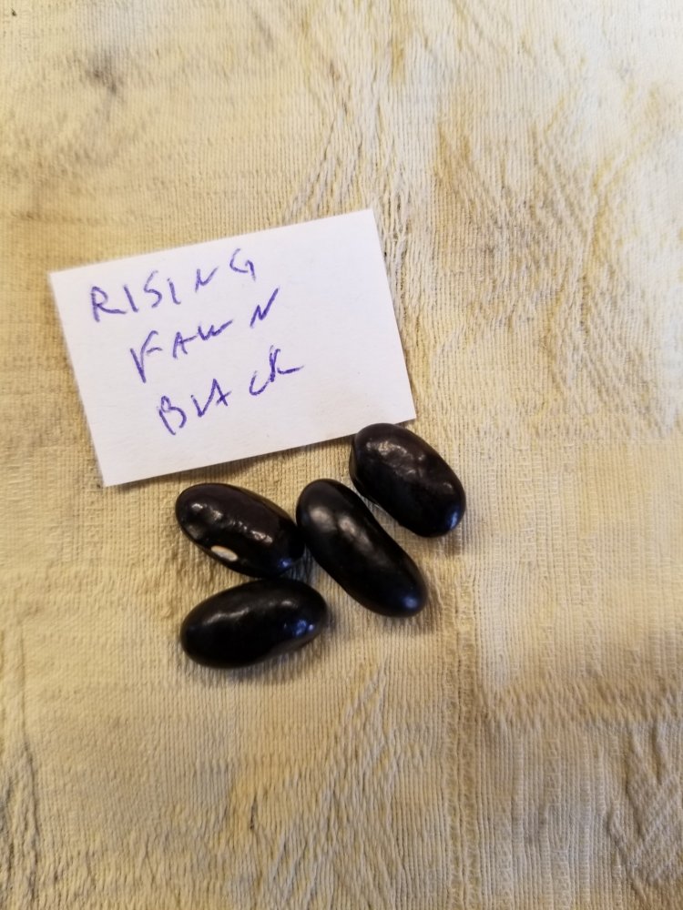 Rising Fawn Black Seeds.jpg