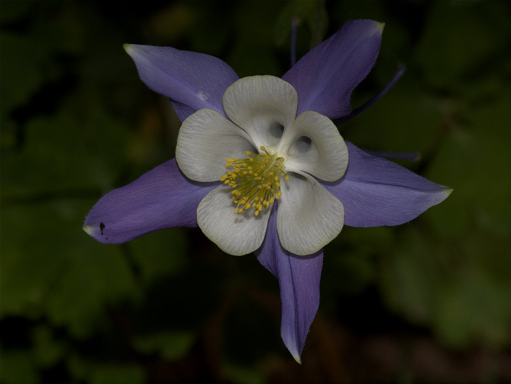 Rocky_mountain_columbine_X6147215_06-14-2022-001.jpg