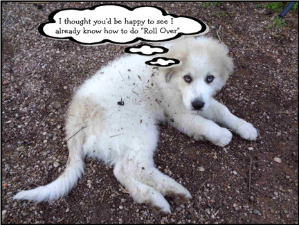 Roll Over email.JPG
