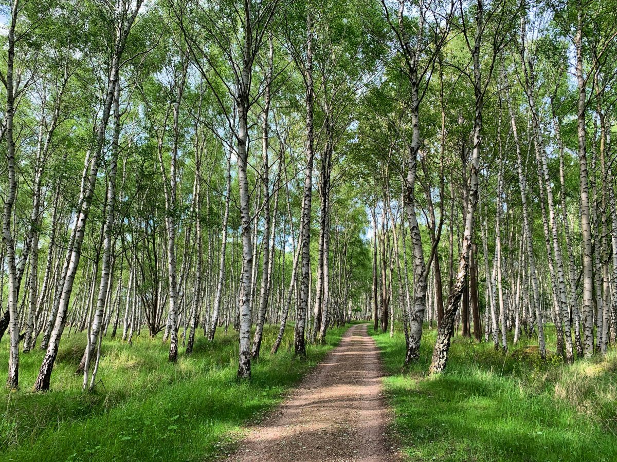 The Many Benefits Of the Birch Tree