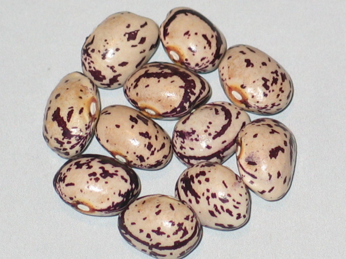 Romanian Large Plum Speckle.jpg
