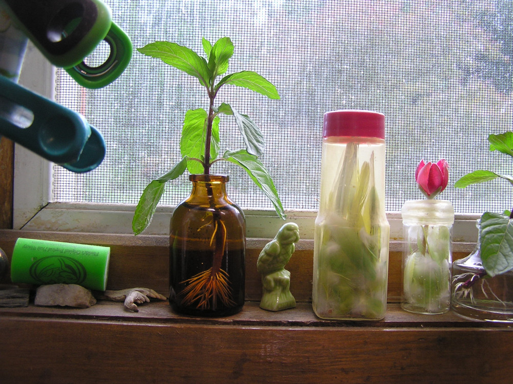 RootSystemMint.JPG
