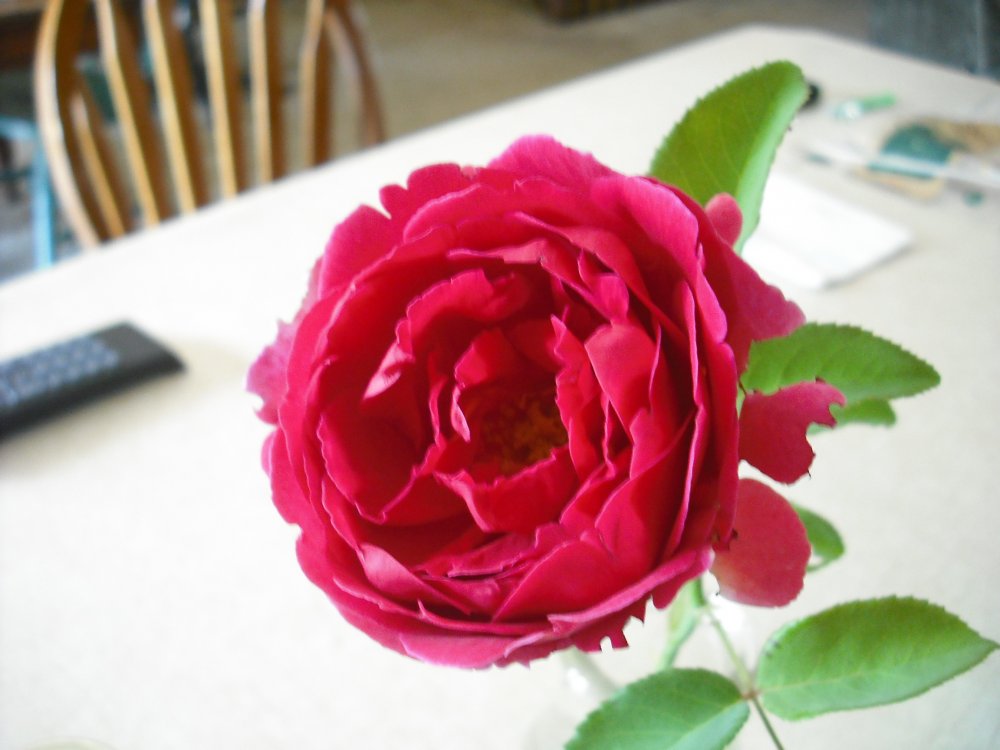 rose 001.JPG