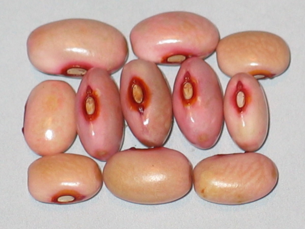 Rose Eye Pink.jpg