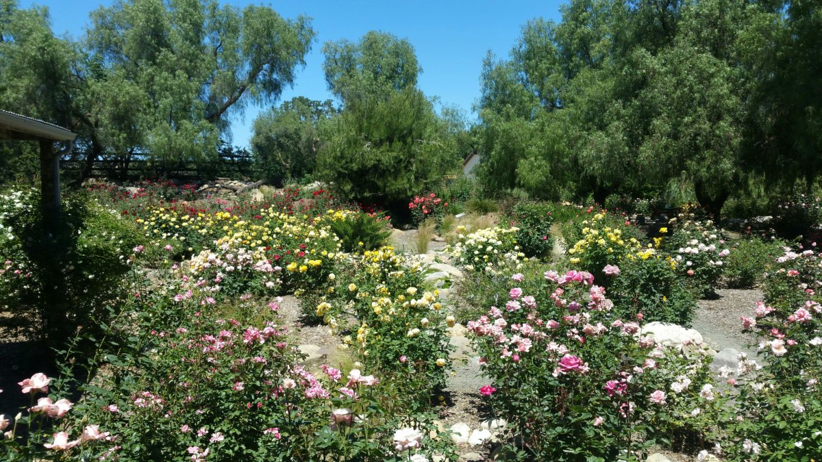 rose garden.jpg