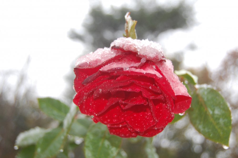 Rose in snow.jpg