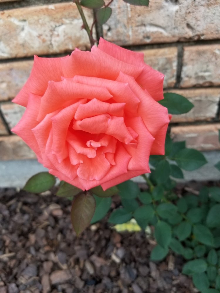 Rose.jpg