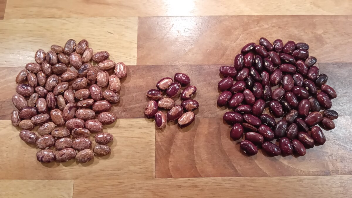 rose offtype reverses.jpg