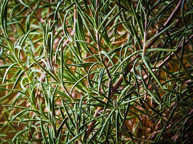 rosemary-1140763_640.jpg