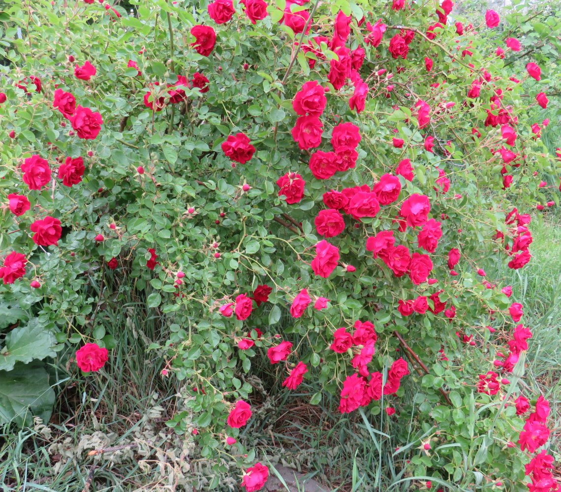 roses alley.jpg
